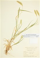藏品(狗尾草)的圖片
